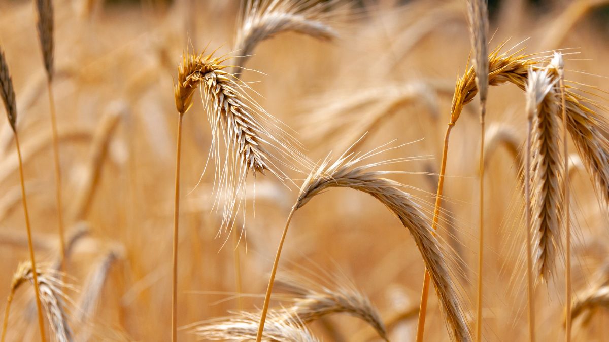 agricoltura costi di produzione prezzi agricoli